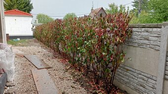 Tuja Smaragd, vavrínovec, červienka - Martin - 13