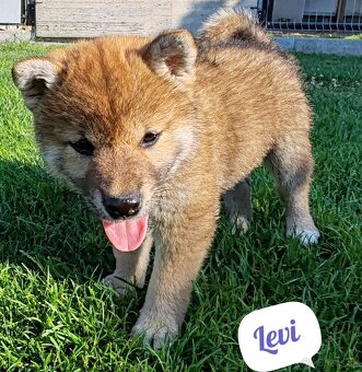 Shiba inu psýky s PP - 13