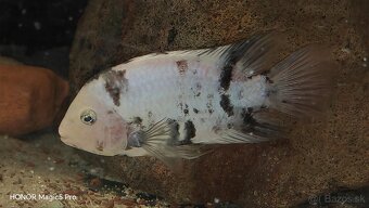 Americké cichlidy - 13