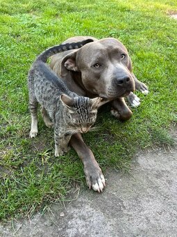 Americký stafordsirsky terier, Stafford, amstaf - 13