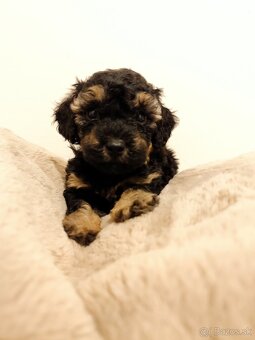 Pudel trpasličí - 13