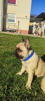 Francúzsky buldoček s PP - 13