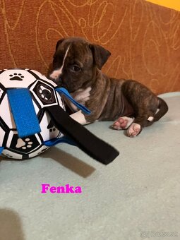 Americky Stafordšírský Terier šteniatka - 13