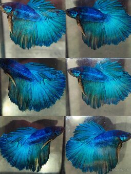 Betta Splendens - Bojovnica Pestrá. - 13
