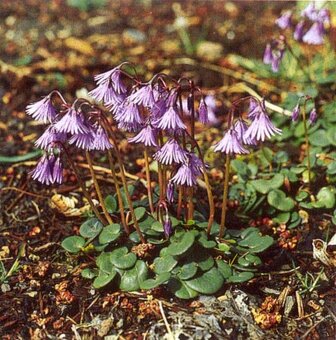Predám skalničky,trvalky ,cibuloviny ,pivone a orchideje. - 13