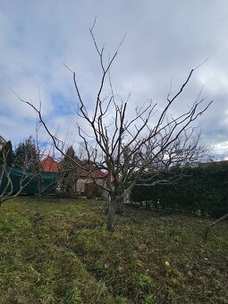 Kosenie, Strihanie aj Živ. plotov, závlahy, realizácie. - 13