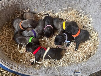 Americký stafordsirsky terier, Stafford, amstaf - 13