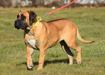 búrský buldok- boerboel-feny-1 rok , HD A, ED 0/0, OCD- neg - 13