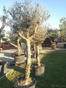 Olivovník bonsai - 13