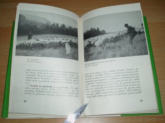 Slovenský čuvač - 13