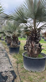 Stredomorské rastliny a palmy - 13