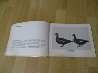 Atlas plemien hydiny - 13
