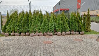 Tuja Smaragd, vavrínovec, červienka - Liptovský Mikuláš - 13