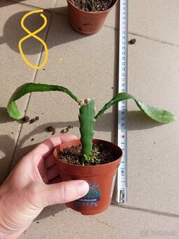 Kaktus, epiphyllum, phylokaktus, listový kaktus - ružový - 13