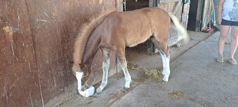 Zrebec pre sezonu 2026, pony - 13