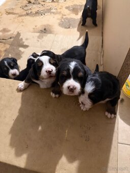 Bernsky salašnicky pes šteniatka - 13