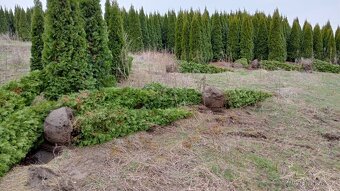 Vavrínovec, červienka, tuja - Dunajská Streda - 13