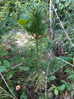 Sibírsky Céder - Pinus Sibirica - Borovica Sibírska sadenice - 13