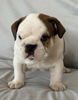 Anglicky Bulldog-steniatka - 13