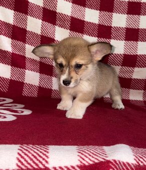 Welsh Corgi Pembroke - 13