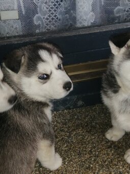 Sibirsky húsky - 13