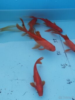 Koi kapre - jazierkové ryby - 13