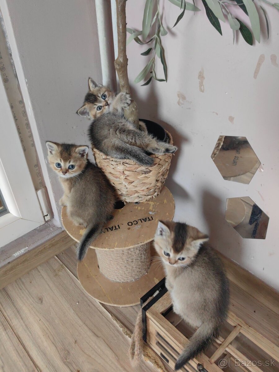 Britská krátkosrstá mačka - 14