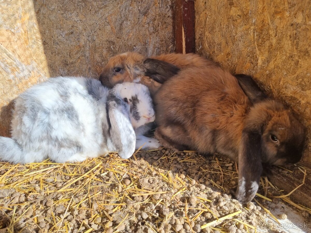 NOS ,FRANCUZSKY BARAN - 14