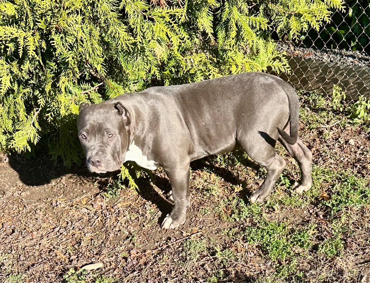American Bully XL - 14