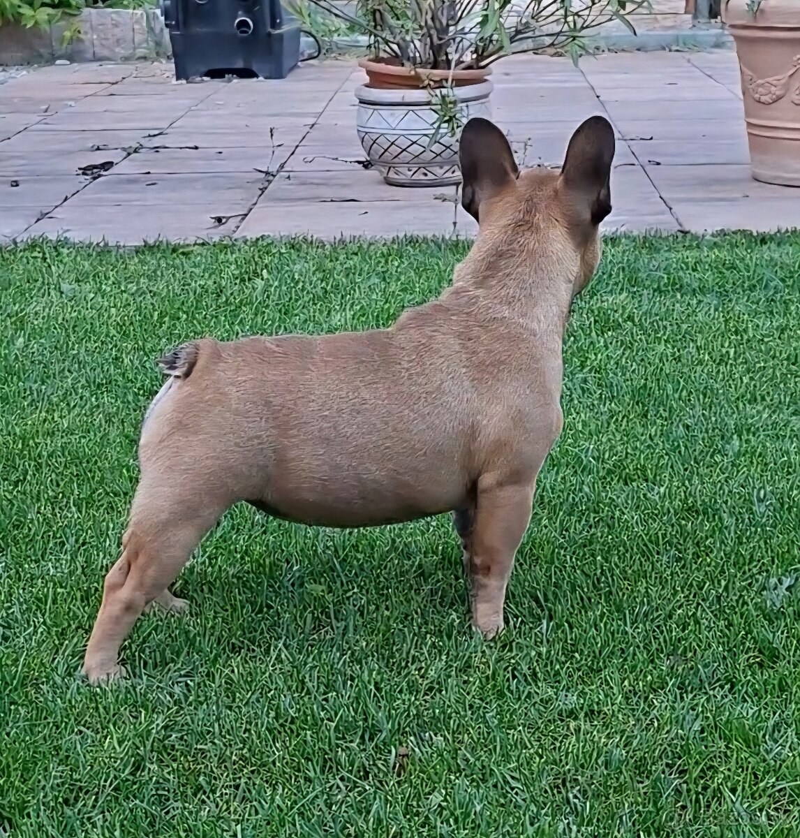 Francouzsky buldoček s PP - sučky - 14