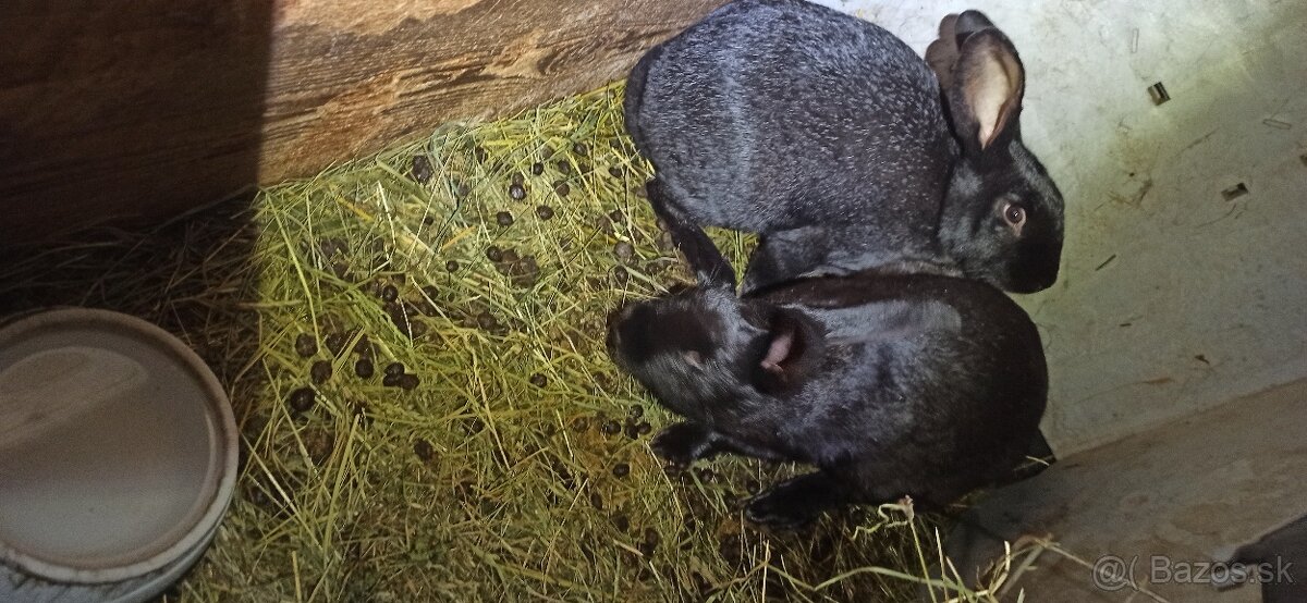 Predám králiky 4,5 mesačne - 14