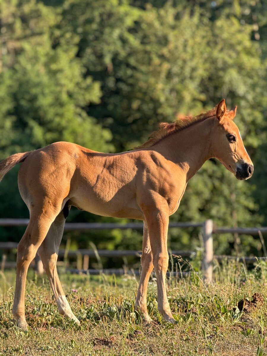 APH SORREL ŽREBČEK NA PREDAJ - 14