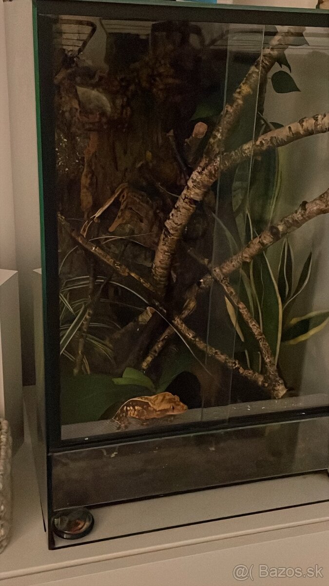 Tri pagekóny riasnaté-samec a dve samičky - 14