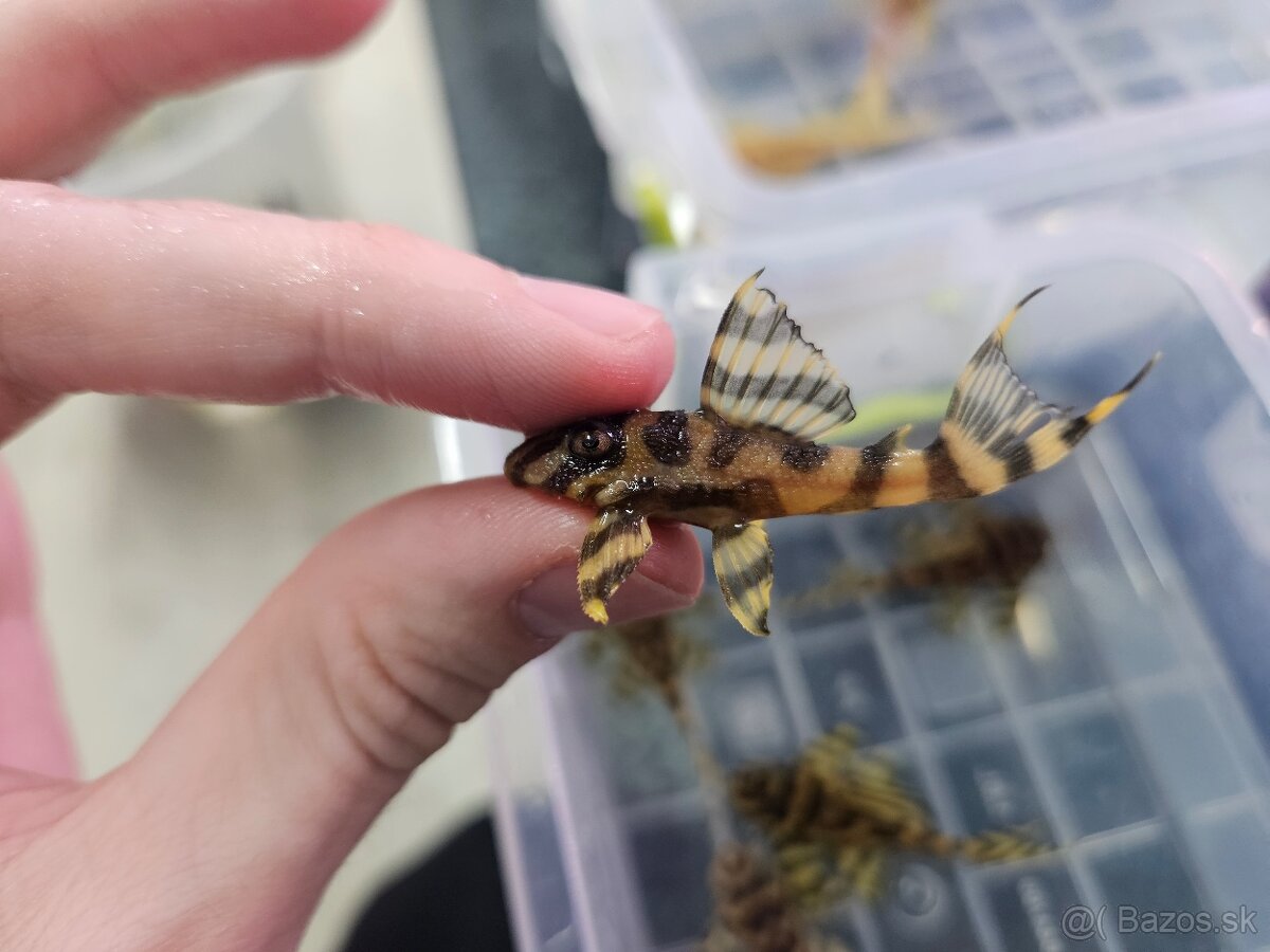 L 333 Gold line AAA - odchov - 14