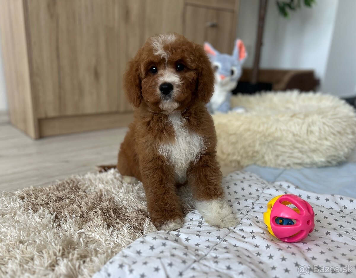 Cavapoo psík - 14