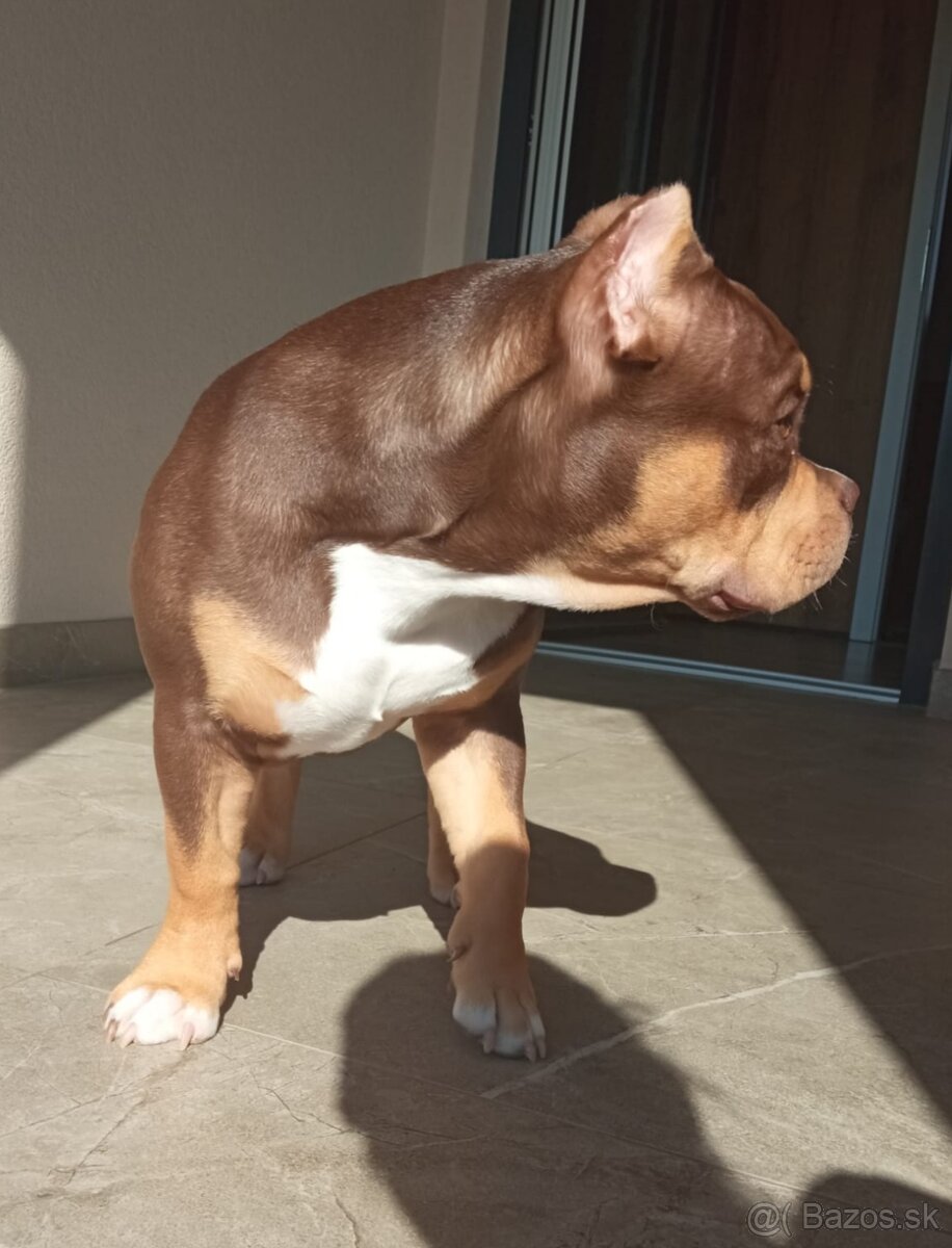 American bully Pocket / Standard s PP - 14