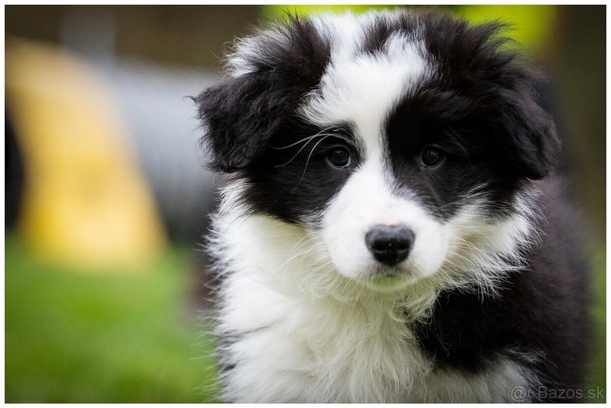 Border Collie Border Kolia s PP FCI - 14