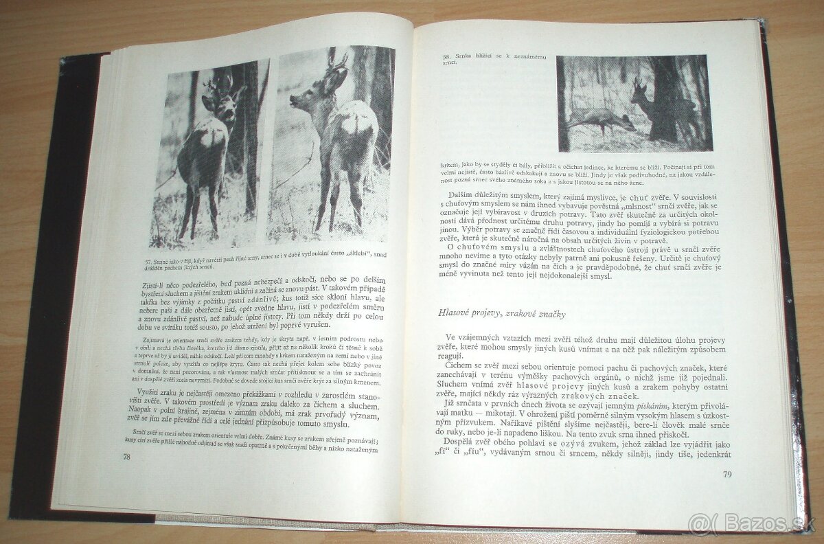 Srnčí zvěř - 14
