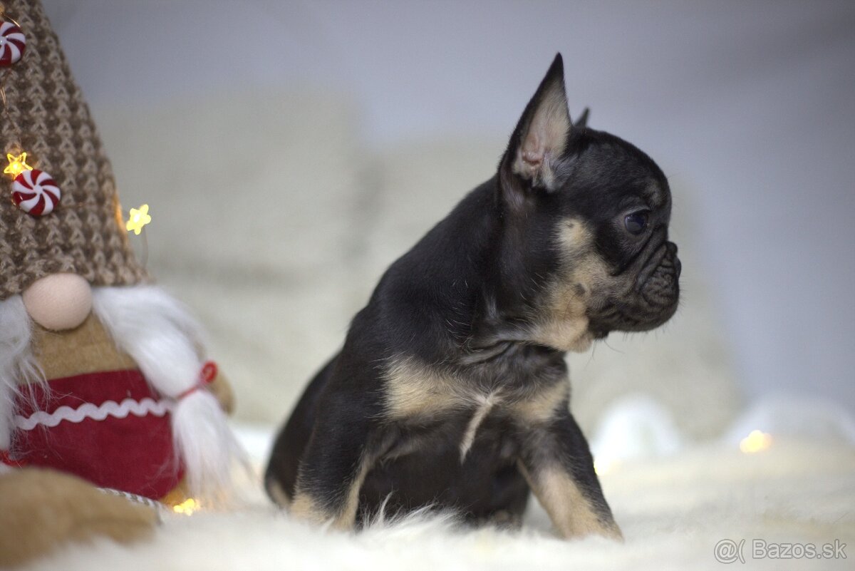 Francúzsky buldoček - 14