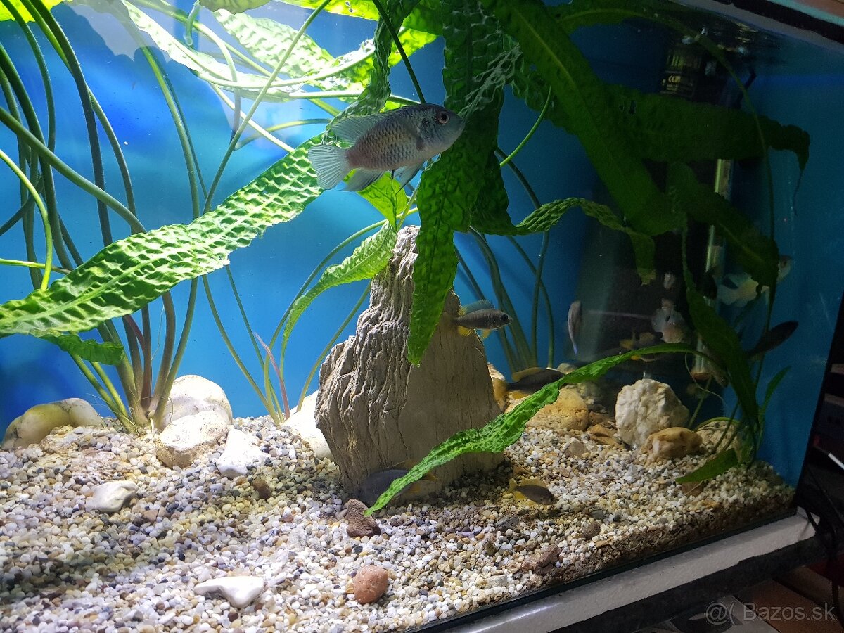 krásne zabehnuté 130 litrové akvárium - 14