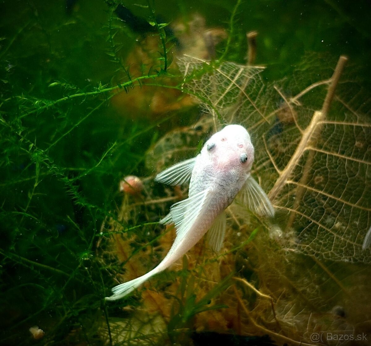 gupky (čisté formy) - 14