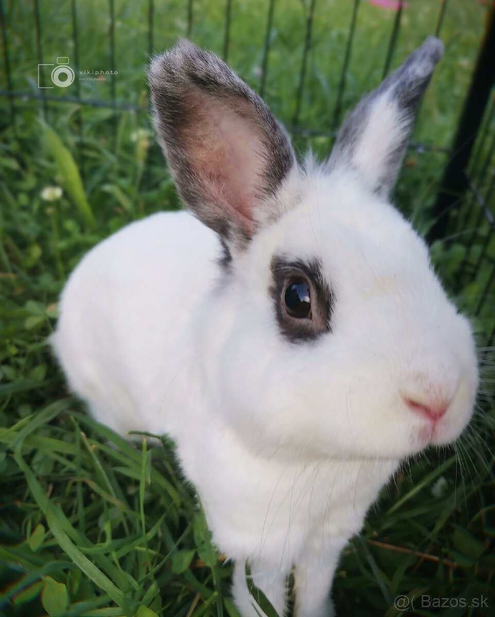 Zakrslé králiky - 14