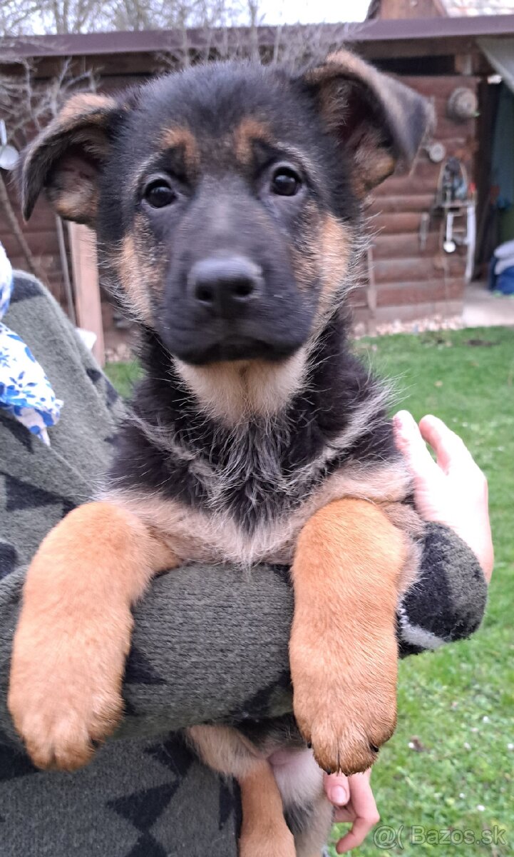 Nemecký ovčiak - šteniatka - 14