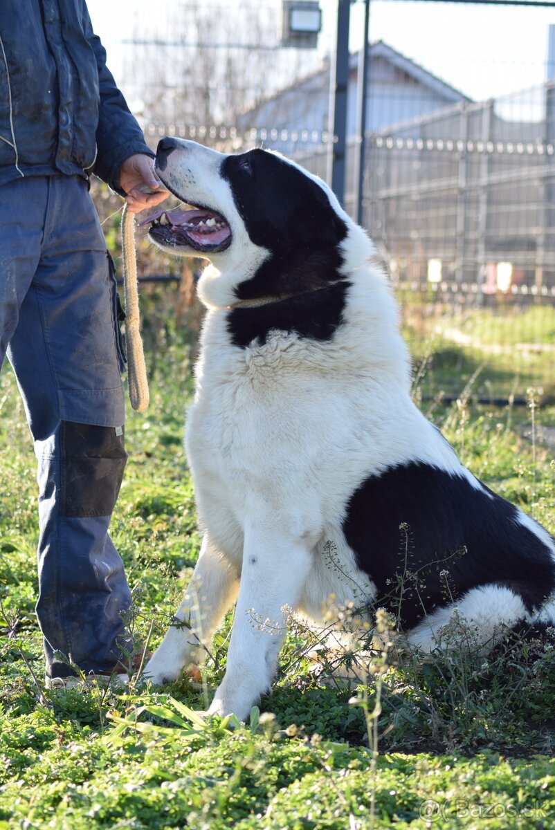 Stredoázijský ovčiak_1 - 14