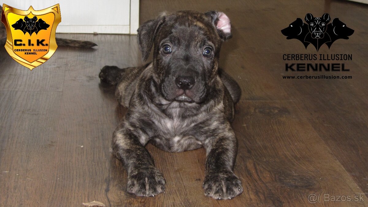 Raritné šteniatko - Uruguajský Cimarron s PP - 14