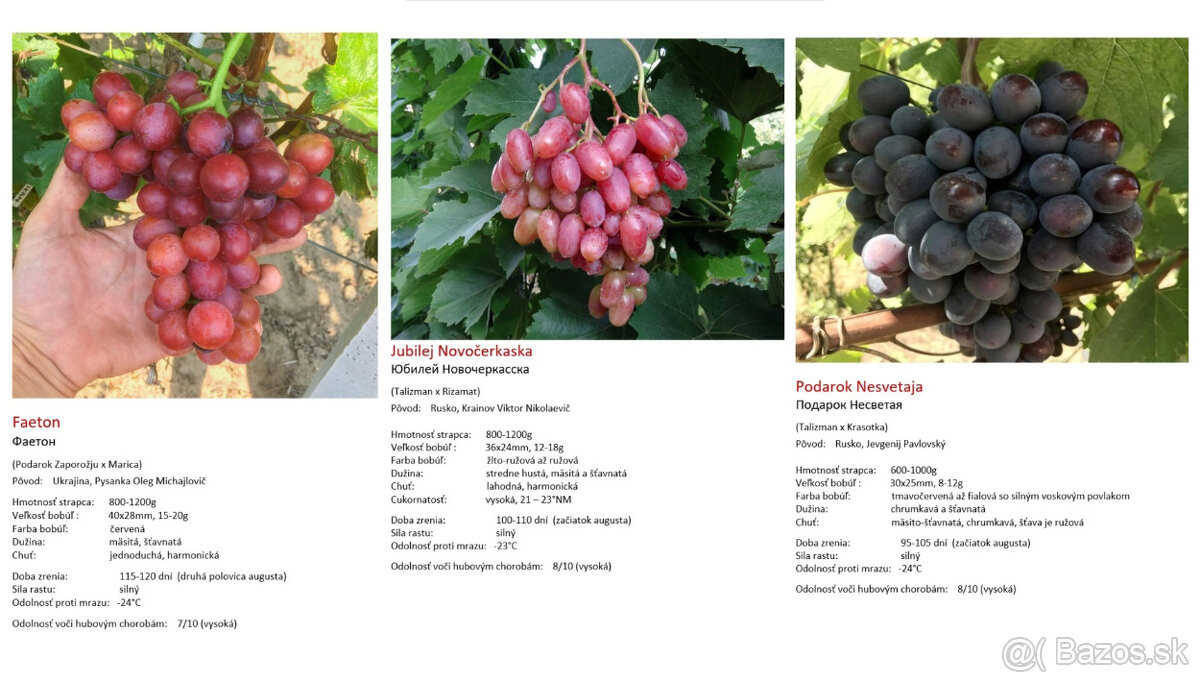 Stolový vinič - sadenice - 14