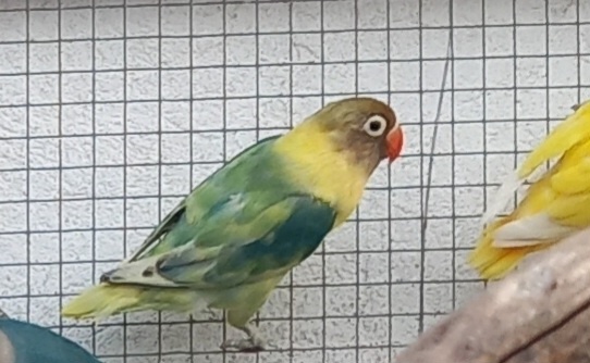 Agapornisy fischeri a škraboškové - 14