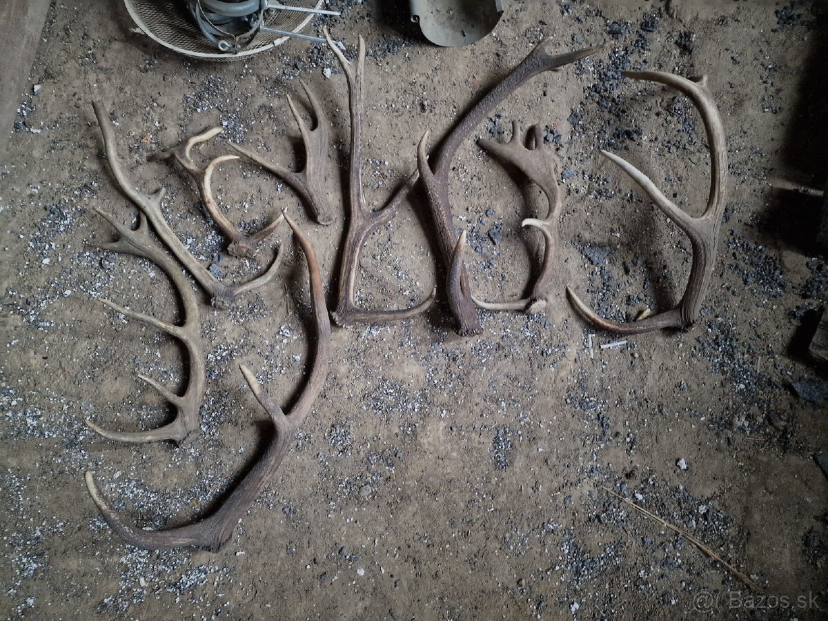 Predám Zhody, parožie,trofeje - 14