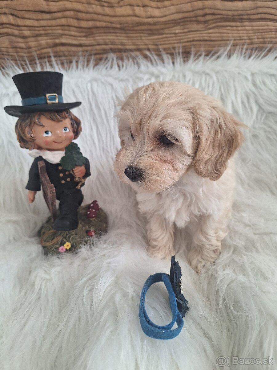 Maltipoo šteniatka, F1 - 14