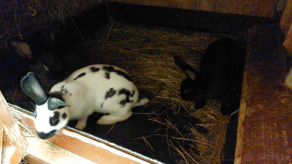 Králiky do chovu - 14